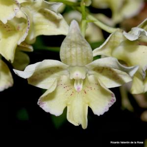 Dendrobium Micro Chip