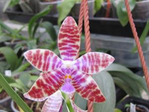 Phalaenopsis Dreieich Star