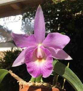 Cattleya Kiritsubo