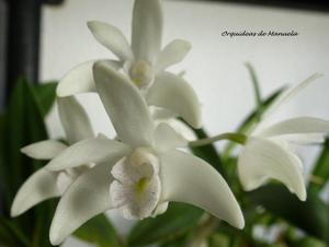 Dendrobium delicatum