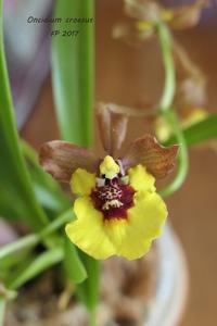 Oncidium Croesus