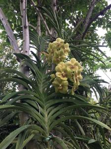 Vanda Crownfox Keylime