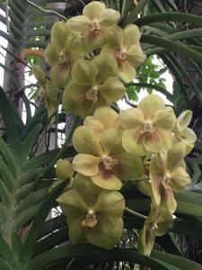 Vanda Crownfox Keylime