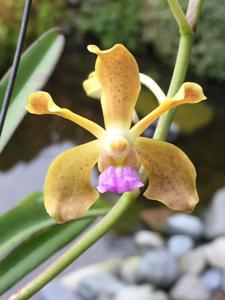 Vanda Stephen Scott Young