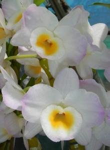 Dendrobium Barbie Doll