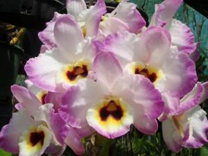 <i>Dendrobium</i> Blackstar