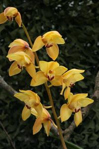 Cymbidium Cooksbridge