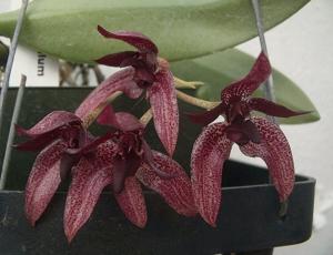 Bulbophyllum Tien Noi Evening Star