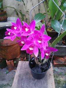 Cattleya Ruyu Little Love