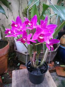 Cattleya Ruyu Little Love