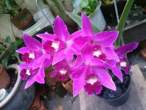 Cattleya Ruyu Little Love