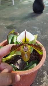 Paphiopedilum Mrs. D. Salamon