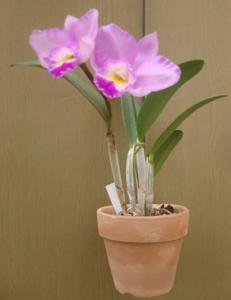 Laeliocattleya Cosmo-Aloha