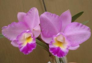 Laeliocattleya Cosmo-Aloha