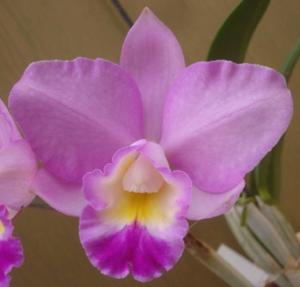 Laeliocattleya Cosmo-Aloha