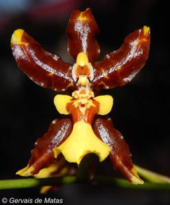 Oncidium Tai-Pow