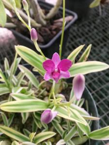 Dendrobium Little Diamond