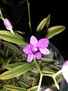 Dendrobium Little Diamond