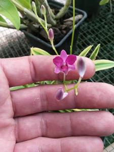 Dendrobium Little Diamond