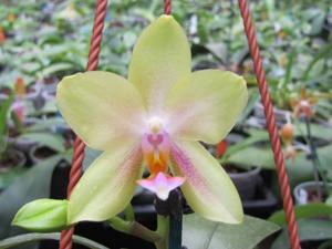 Phalaenopsis Hsinying Vanguard