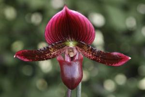 Paphiopedilum Maudiae