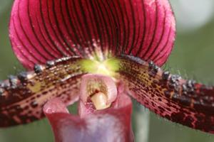 Paphiopedilum Maudiae