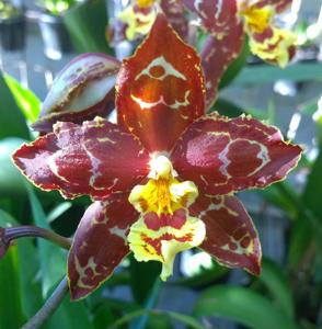 Oncidium Jeannie Woolf