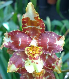 Oncidium Jeannie Woolf