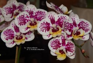 Phalaenopsis Yushan Little Pearl