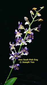 Dendrobium Seah Poh Eng