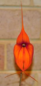 Masdevallia Clarendon Glory