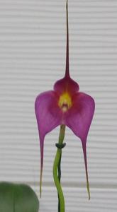 Masdevallia Clarendon Glory