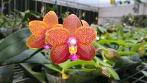 Phalaenopsis Zheng Min Anaconda