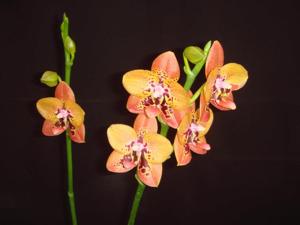 Phalaenopsis Zheng Min Anaconda