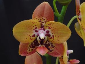 Phalaenopsis Zheng Min Anaconda