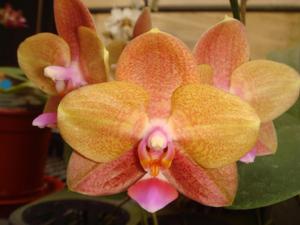 Phalaenopsis Zheng Min Anaconda