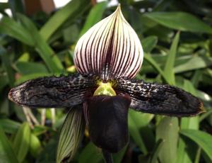 Paphiopedilum Macabre Contrasts