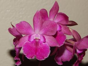 Psycattleytonia Zunzun