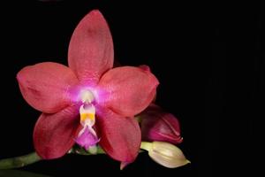 Phalaenopsis Tying Shin Fly Eagle