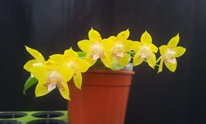 Phalaenopsis Tying Shin Fly Eagle