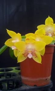 Phalaenopsis Tying Shin Fly Eagle