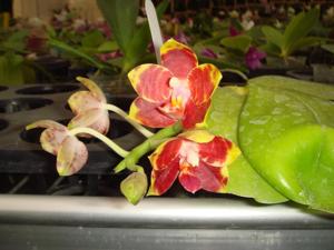 Phalaenopsis Lyndon Passionate Girl