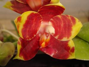 Phalaenopsis Lyndon Passionate Girl