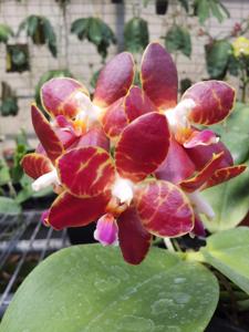 Phalaenopsis Lyndon Passionate Girl