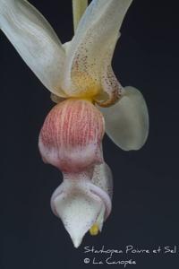 Stanhopea Poivre et Sel