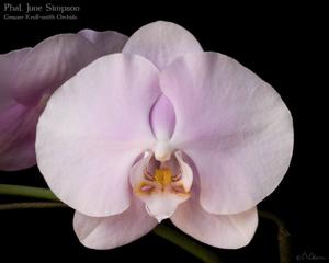 Phalaenopsis June Simpson