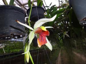 Coelogyne Bird in Flight