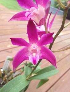 Dendrobium Lisa Doran