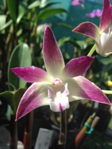 Dendrobium Tan Son Nhut