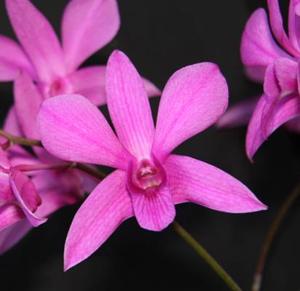 Dendrobium Phena's Charm